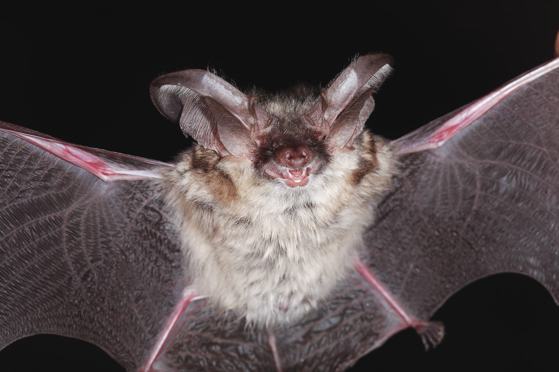 - Plecotus austriacus