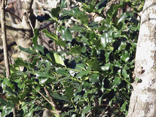 8 - azevinho em regeneração