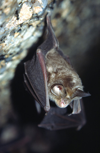9-Morcego-de-ferradura-iberico