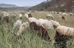 7-Rebanhodeovelha-bordaleira